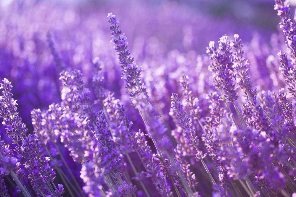 LAVENA Lavendel Likör