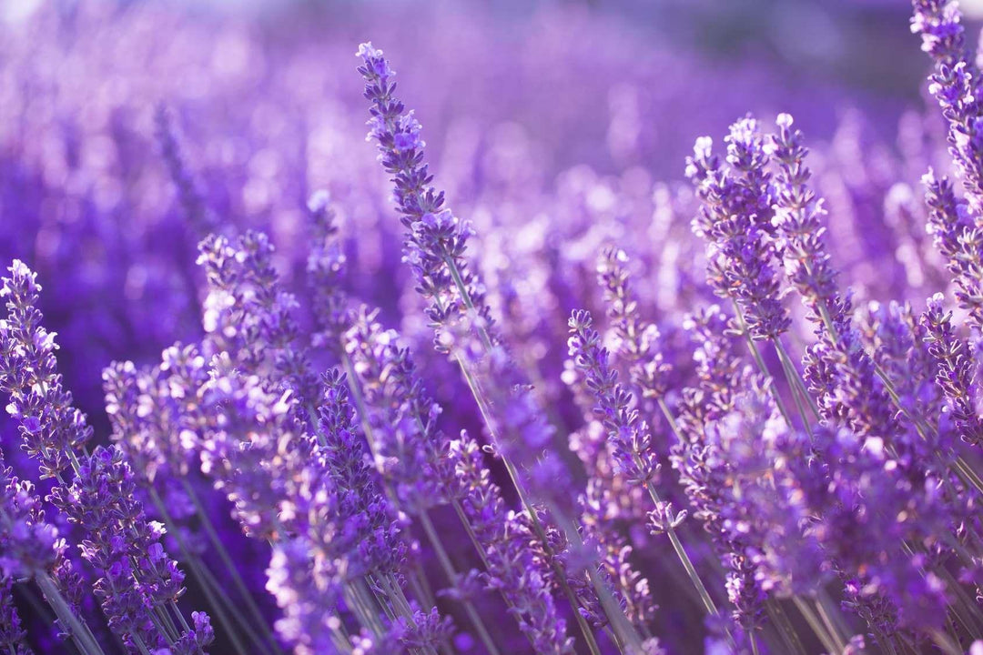 LAVENA Lavendel Likör